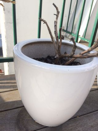 3 petits pots de fleurs en céramique blanche