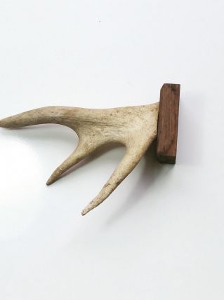 Ancienne corne de chevreuil sur support bois
