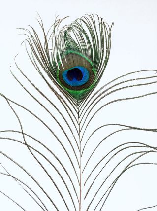 PLUME DE PAON TRÈS GRANDE N°1