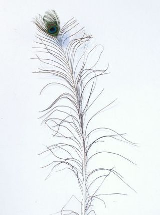 PLUME DE PAON TRÈS GRANDE N°1