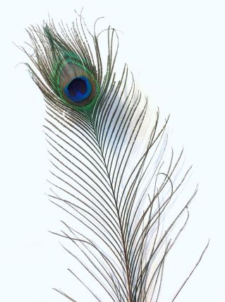 PLUME DE PAON TRÈS GRANDE N°2