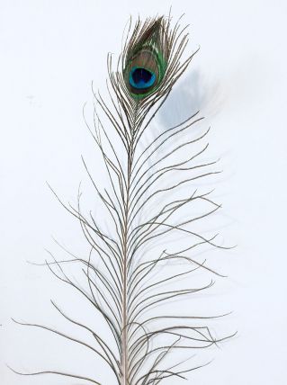 PLUME DE PAON TRÈS GRANDE N°3