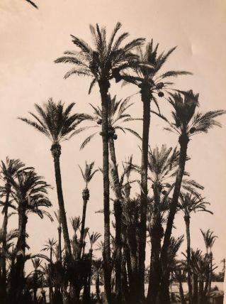 Photo vintage La Palmeraie de Marrakech