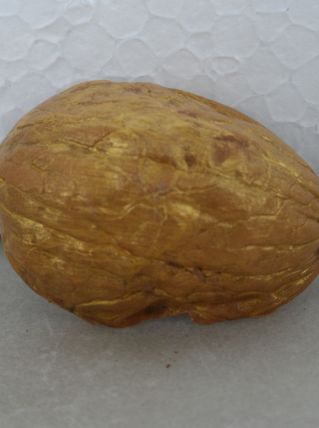 Crèche dans une coquille de noix