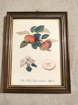 Petit cadre en bois planche botanique 