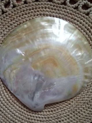 Magnifique coquillage en nacre 