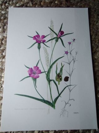 Planche botanique vintage années 50