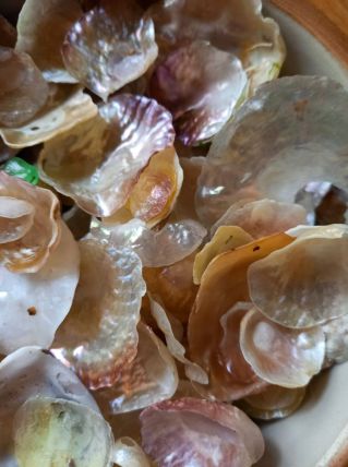 Coquillages de nacre 