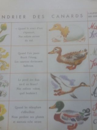 "Le calendrier des canards" : illustration enfantine vintage