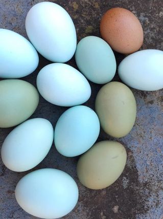 Oeufs colorés pour déco