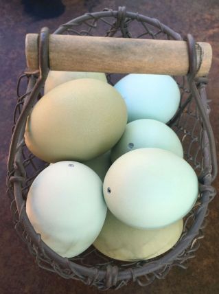 Oeufs colorés pour déco