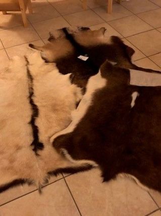 VENDS PEAUX DE MOUTON, VACHE et CHEVRE. 
