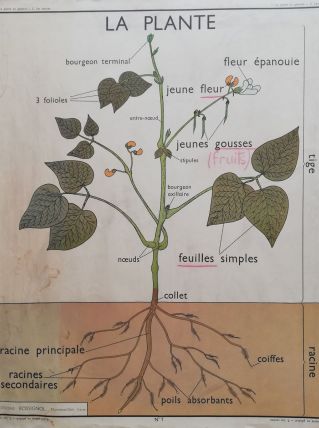 Affiche scolaire vintage 