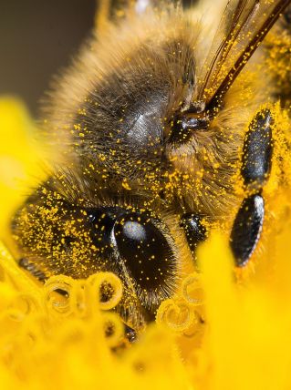 Photographie insecte : Abeille gorgée de pollen