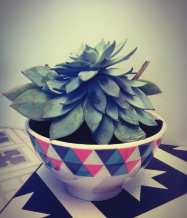 Plante grasse Echeveria dans son petit bol 