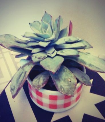 Plante grasse Echeveria dans sa tasse vintage