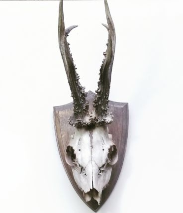 Trophée ancien de chevreuil 