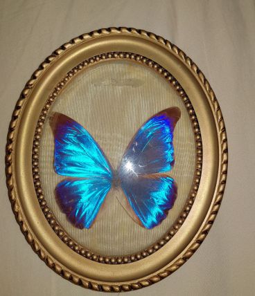 Papillon bleu naturalisé ancien cabinet curiosité