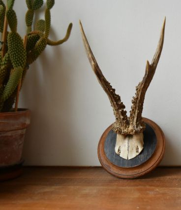Trophée ancien de chevreuil