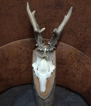 Trophée chevreuil tendence  vintage