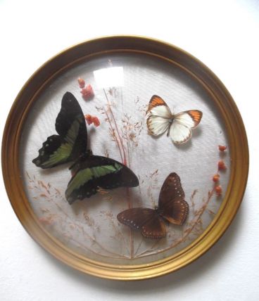 cadre bombé ,papillons naturalisés