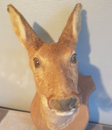 trophée de chasse tête de biche naturalisée 45 cm