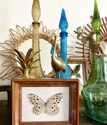 Cadre papillon naturalisé