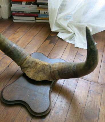 Trophée de chasse corne de taureaux socle bois 50cm env.