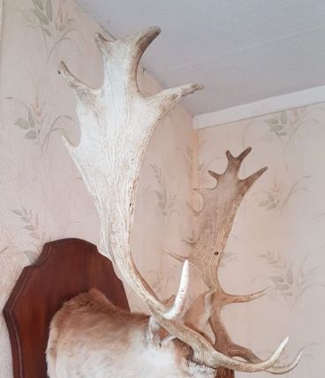 Magnifique tête de daim - trophée