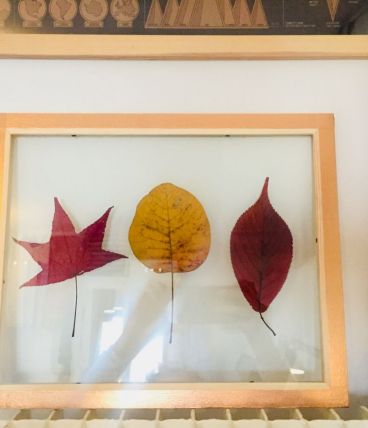 Herbier feuille d’automne 