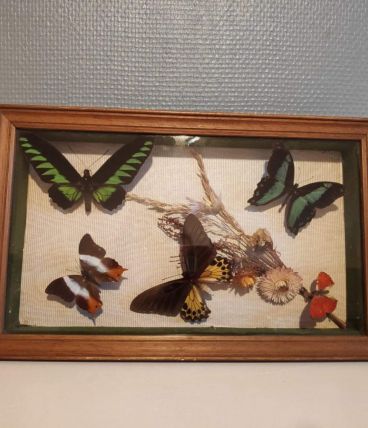 cadre rectangulaire 5 papillons naturalisés