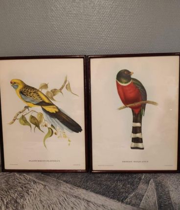 lithographies anciennes d'oiseaux J et E Gould