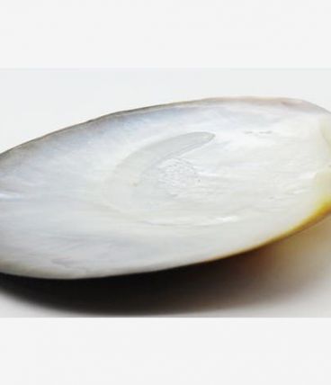 grand coquillage nacre