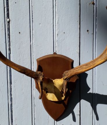 Massacre de cerf sur écusson