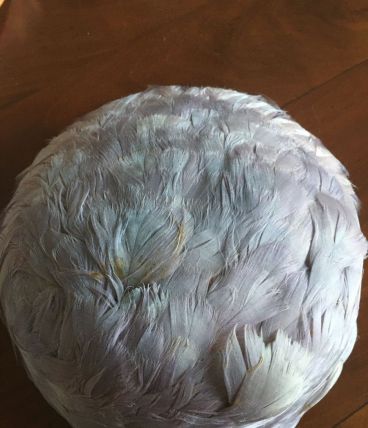 Bibi en plumes années 30