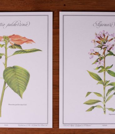 Lot affiches botanique