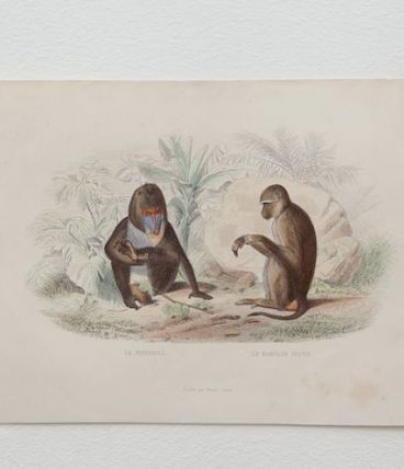  Lithographie gravure singe vintage - 1850