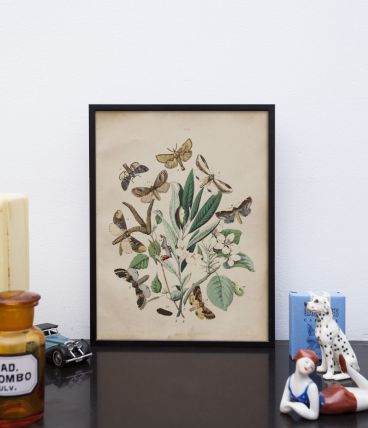  Lithographie gravure papillons vintage - 1850