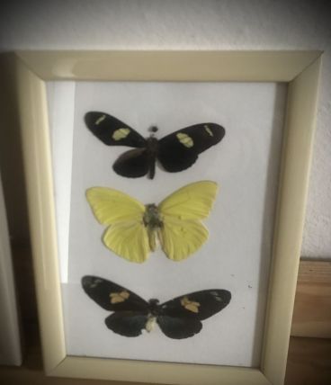 Cabinet de curiosité 