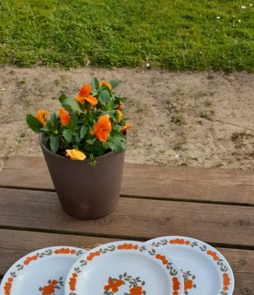 4 assiettes dessert modèle lotus Arcopal