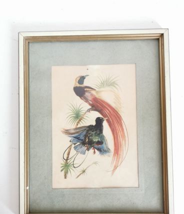 Jolie lithographie ornithologique vintage 