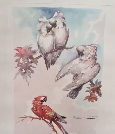 lithographie  d Aquarelle signé  avec perroquet dans un cadr