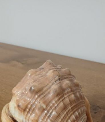 Grand coquillage tropical casque rouge - Cypraecassis rufa