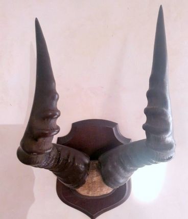 Trophée de massacre d'antilope africaine