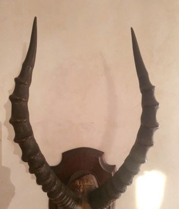 Trophée de massacre d'antilope africaine