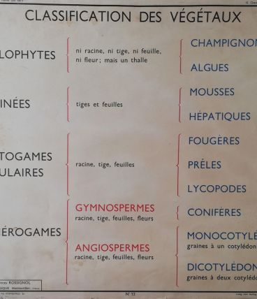 Affiche scolaire vintage 