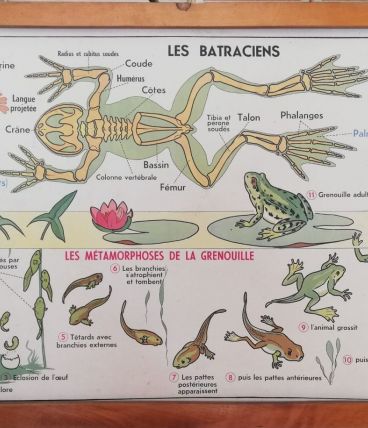 Affiche scolaire vintage MDI