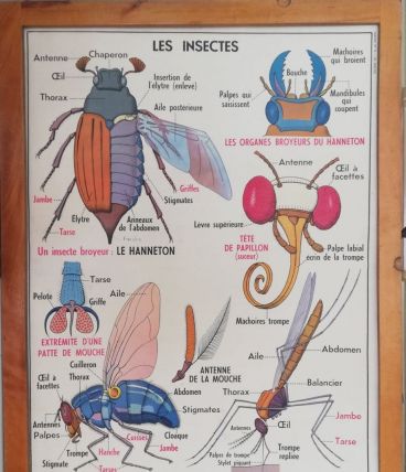 Affiche scolaire vintage MDI