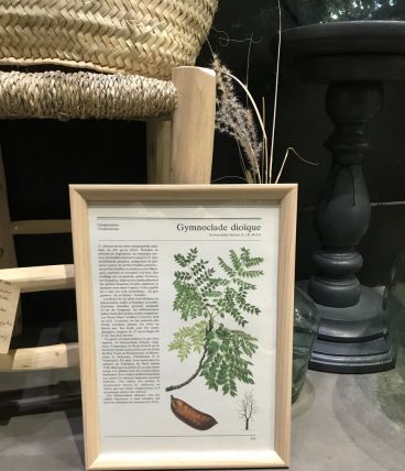 Illustration botanique vintage encadrée GYMNOCLADE