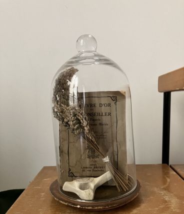 Cloche cabinet de curiosité